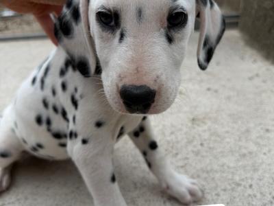 5Dalmatian puppies ready to go