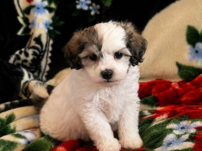 Maltese X puppies in Westmeath