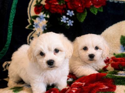 Maltese X puppies in Westmeath