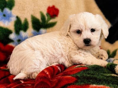 Maltese X puppies in Westmeath