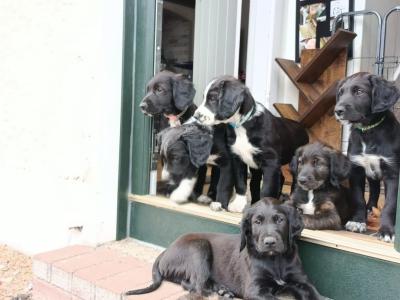 Irish Water Spaniel X puppies – smart, friendly, highly trainable