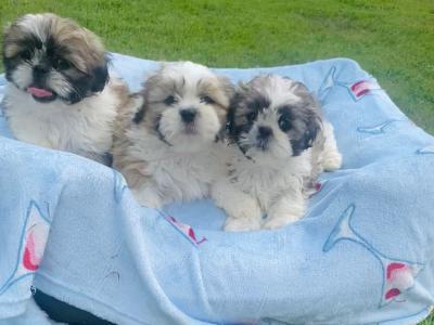 Purebred Shih Tzu 🩷💙 puppies in Meath