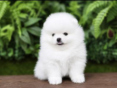 Charming IKC Registered (pending) Miniature Pomeranian puppies in Laois
