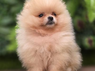 Charming IKC Registered (pending) Miniature Pomeranian puppies in Laois