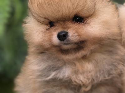Charming IKC Registered (pending) Miniature Pomeranian puppies in Laois