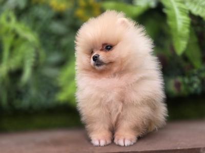 Charming IKC Registered (pending) Miniature Pomeranian puppies in Laois
