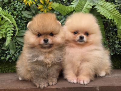 Charming IKC Registered (pending) Miniature Pomeranian puppies in Laois