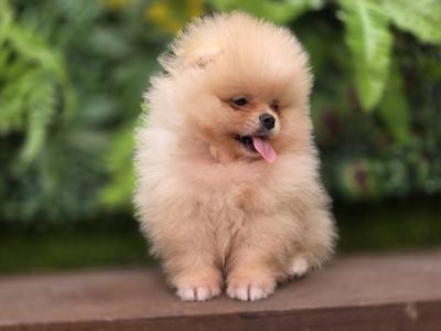 Charming IKC Registered (pending) Miniature Pomeranian puppies in Laois