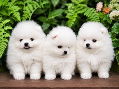 Charming IKC Registered (pending) Miniature Pomeranian puppies in Laois