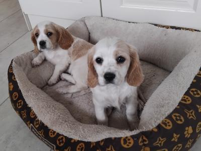 Adorable Cavalier King Charles x Cocker Spaniel puppies in Limerick