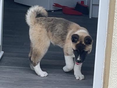 Quality female American Akita puppy in Galway