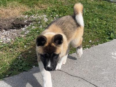 Quality female American Akita puppy in Galway