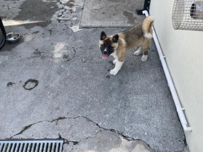 Quality female American Akita puppy in Galway