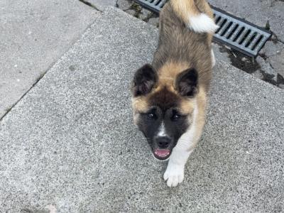 Quality female American Akita puppy in Galway