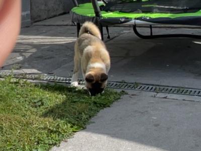 Quality female American Akita puppy in Galway