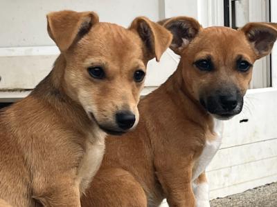 2 Adorable Jack Russell puppies 🐶 in Offaly