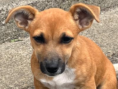 2 Adorable Jack Russell puppies 🐶 in Offaly