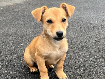 2 Adorable Jack Russell puppies 🐶 in Offaly