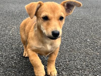 2 Adorable Jack Russell puppies 🐶 in Offaly