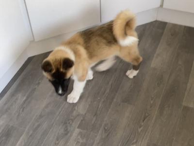 Quality female American Akita puppy in Galway