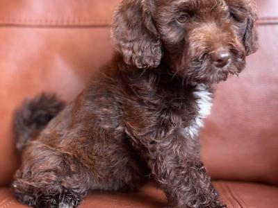 Stunning Ttoodle (Tibetan Terrier x Poodle) puppies in Waterford