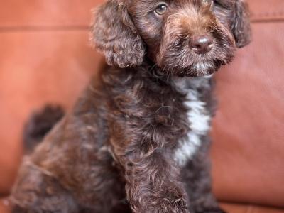 Stunning Ttoodle (Tibetan Terrier x Poodle) puppies in Waterford