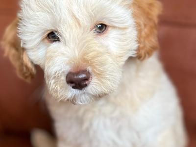 Stunning Ttoodle (Tibetan Terrier x Poodle) puppies in Waterford