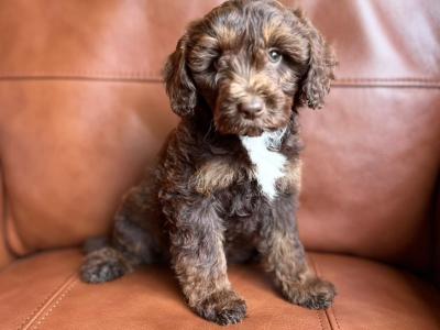 Stunning Ttoodle (Tibetan Terrier x Poodle) puppies in Waterford