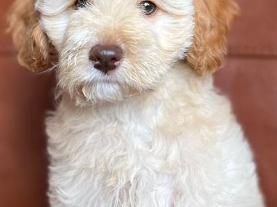 Stunning Ttoodle (Tibetan Terrier x Poodle) puppies in Waterford