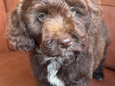 Stunning Ttoodle (Tibetan Terrier x Poodle) puppies in Waterford