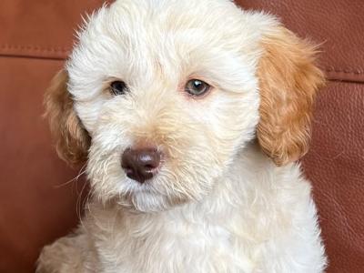 Stunning Ttoodle (Tibetan Terrier x Poodle) puppies in Waterford