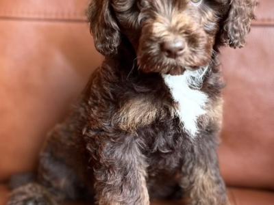 Stunning Ttoodle (Tibetan Terrier x Poodle) puppies in Waterford