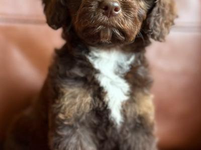 Stunning Ttoodle (Tibetan Terrier x Poodle) puppies in Waterford