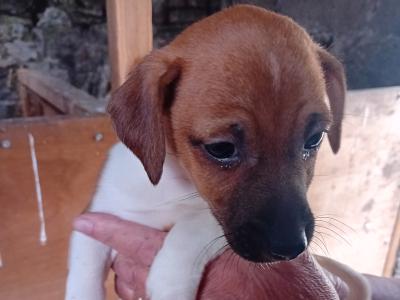 Jack Russell Pups for Sale in Limerick