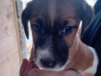 Jack Russell Pups for Sale in Limerick