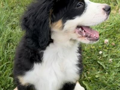 Pedigree Bernese Mountain Dog puppies in Cork