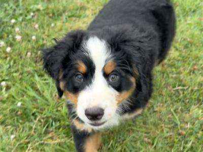 Pedigree Bernese Mountain Dog puppies in Cork
