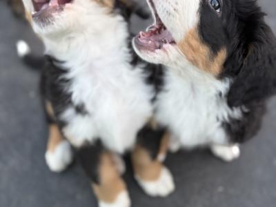Pedigree Bernese Mountain Dog puppies in Cork