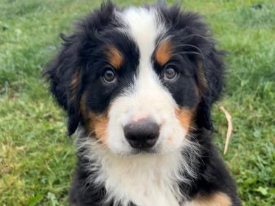 Pedigree Bernese Mountain Dog puppies in Cork