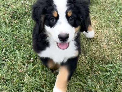 Pedigree Bernese Mountain Dog puppies in Cork