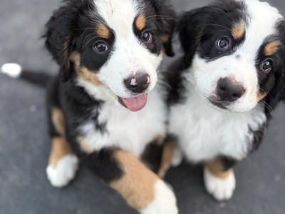 Pedigree Bernese Mountain Dog puppies in Cork