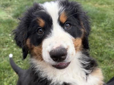 Pedigree Bernese Mountain Dog puppies in Cork