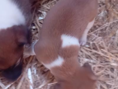 Jack Russell Pups for Sale in Limerick