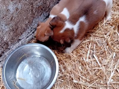 Jack Russell Pups for Sale in Limerick