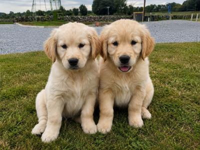 1 Beautiful IKC Registered Golden Retriever puppies in Galway