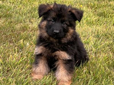Long Coat German Shepherd puppies in Waterford