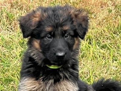 Long Coat German Shepherd puppies in Waterford