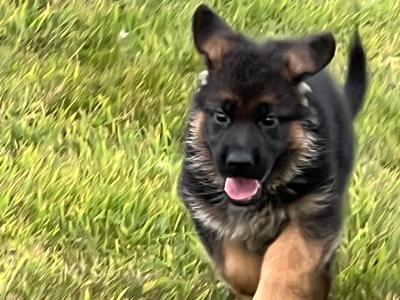 Top Quality German Shepherd puppies in Waterford