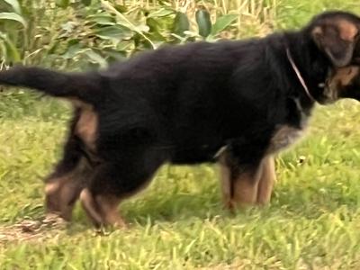 Top Quality German Shepherd puppies in Waterford
