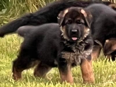Top Quality German Shepherd puppies in Waterford